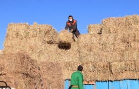 Хаваржилт хүндрэлтэй сумдад улсын нөөцөөс тэжээл олгоно