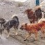 Нохой бууддаг аргаас "Нохойн ферм" байгуулах замыг дэмжиж өгөөч
