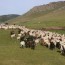 Булган аймгийн 5 суманд “Хурганы тэжээл” төсөл эхэллээ