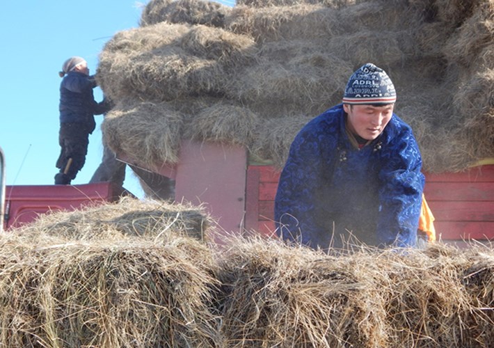 Ургац алдсан ч өвлийг өнтэй давж чадлаа