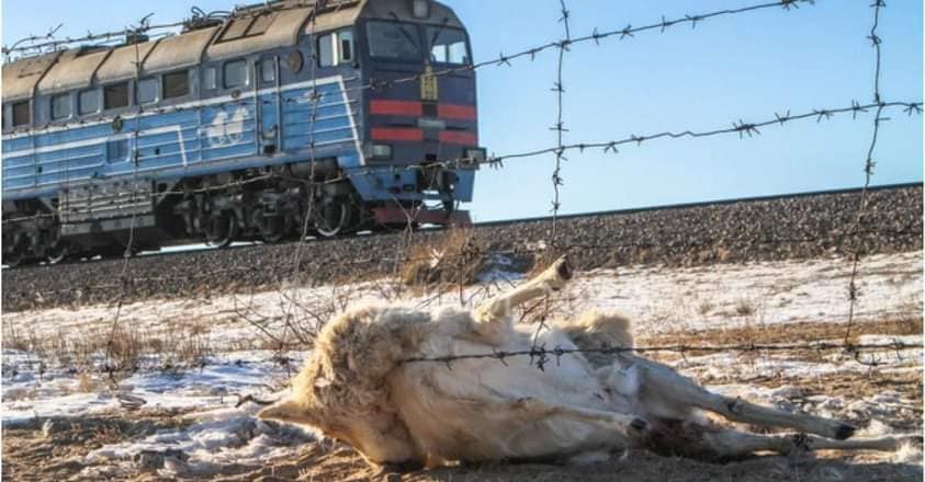 Төмөр замын болон автозамын дагуу зэрлэг амьтны шилжилт хөдөлгөөнийг зохицуулах Ажлын хэсэг байгуулна