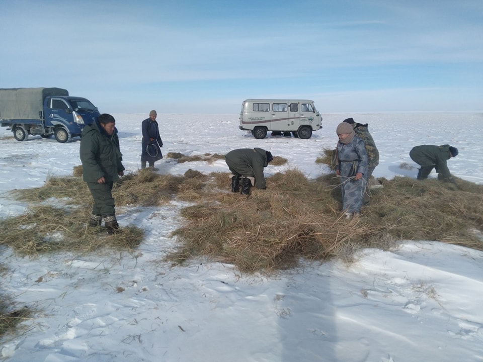 Монгол бөхөнд тулгарч болзошгүй эрсдэлээс хамгаалах үүднээс арга хэмжээ авлаа