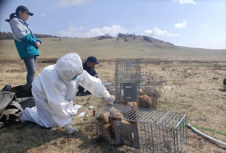 Хөвсгөл аймгийн Жаргалант суманд тарвага сэргээн нутагшуулав