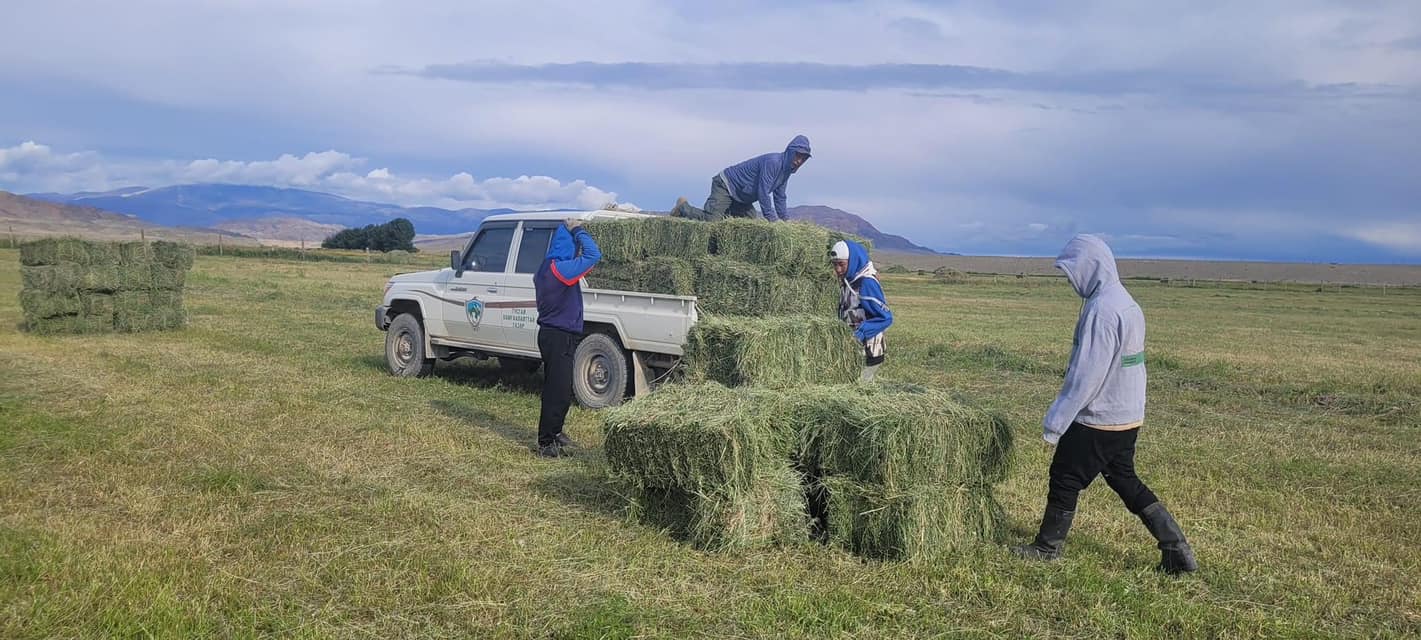 Зэрлэг амьтдад зориулан хэрэглэхээр биотехникийн арга хэмжээ авах хүрээнд 450 пресс өвс нөөцлөв